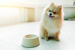 قانون نگهداری سگ در آپارتمان؛ دفاع از حقوق صاحب سگ| شکایت از صاحب سگ
